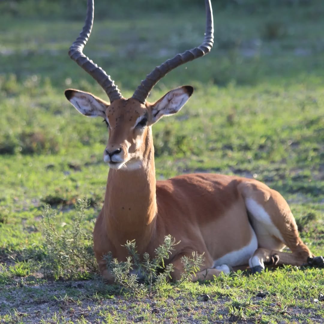 Wild Dogs in Nyerere